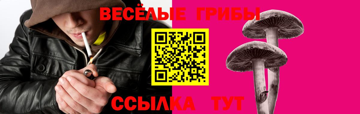 Псилоцибиновые грибы Psilocybe Сафоново